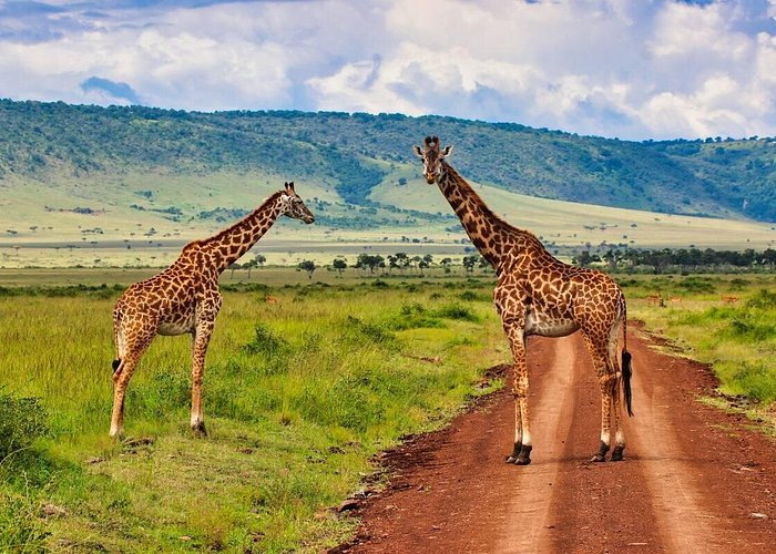 Kenya Safari